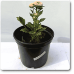 Aster (Peach) - Plant - AP-843890