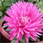 Aster (Pink) - Plant - AP-244813