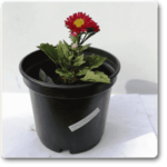 Aster (Red) - Plant - AP-305145
