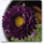 Aster (violet) - Plant - AP-786544
