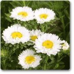 Aster (White) - Plant - AP-759096