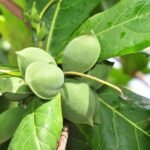 Badam Tree, Indian Almond Tree, Terminalia catappa - Plant - BTI-598940