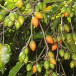Bakul, Maulsari, Vajradhanthi - Plant - BMV-136263