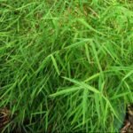 Bamboo Grass - Plant - BGP-596091