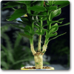 Bamboo Multi Head - Plant - BMH-325022