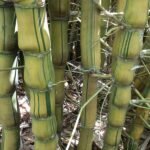 Bambusa Ventricosa Kimmei, Buddha Belly Bamboo Variegated - Plant - BVK-376281