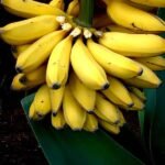 Banana - G9, Kela - Plant - BGK-313492