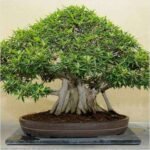 Banyan tree Bonsai - Plant - BTB-778589