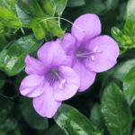 Barleria Montana, Dongari Koranti , Barleria (Purple) - Plant - BMD-828499