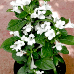 Barleria Repens, Tambadi Korant, Barleria (White) - Plant - BRT-164109