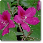 Bauhinia orchid lily (Pink) - Plant - BOL-680992