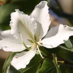 Bauhinia orchid lily (White) - Plant - BOL-901372