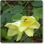 Bauhinia Tomentosa, Yellow Bauhinia - Plant - BTY-416768