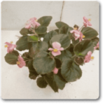 Begonia (Pink Flower with Dark Green Leaves) - Plant - BFW-826513