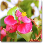 Begonia (Pink) - Plant - BP-381832