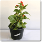 Begonia (Red) - Plant - BP-954257
