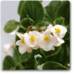 Begonia (White) - Plant - BP-456387