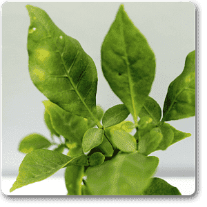 gog-plants-bel-tree-bilva-patra-bel-patra-grown-through-seeds-plant-16968625586316.png