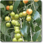 Ber Fruit, Ziziphus mauritiana (Grafted) - Plant - BFZ-998449