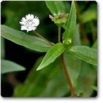 Bhringraj Plant, Eclipta alba - Plant - BPE-152533