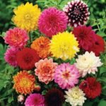 Big Dahlia (Any Color) - Plant - BDC-457436