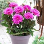 Big Dahlia (Pink) - Plant - BDP-116901