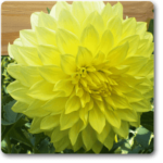Big Dahlia (Yellow) - Plant - BDP-652755