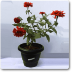 Big Zinnia (Orange) - Plant - BZP-898533