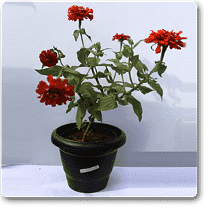 gog-plants-big-zinnia-orange-plant-16968638791820.png