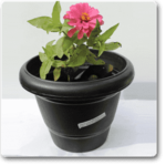 Big Zinnia (Pink) - Plant - BZP-837513
