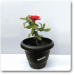 Big Zinnia (Red) - Plant - BZP-451367