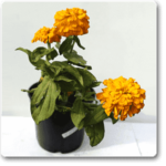 Big Zinnia (Yellow) - Plant - BZP-110121