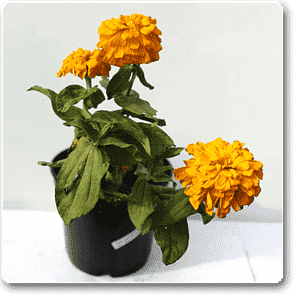 gog-plants-big-zinnia-yellow-plant-16968640299148.png