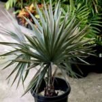 Bismarckia Palm - Plant - BPP-550660