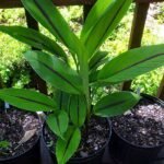 Black Turmeric Plant, Black Haldi - Plant - BTP-541692