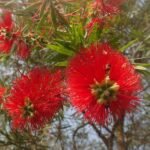 Bottle Brush - Plant - BBP-491675