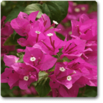Bougainvillea (Pink) - Plant - BP-172890