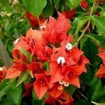 Bougainvillea (Red) - Plant - BP-144001