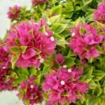 Bougainvillea Variegated (Pink) - Plant - BVP-162577