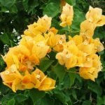 Bougainvillea (Yellow) - Plant - BP-397194
