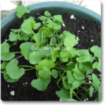 Brahmi, Gotu Kola, Centella asiatica - Plant - BGK-272087