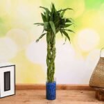 Braided Arrangement Lucky Bamboo in a Glass Vase with Pebbles - BAL-115506