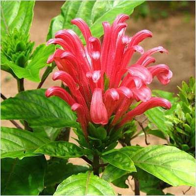 gog-plants-brazilian-plume-any-color-plant-16968654815372.jpg