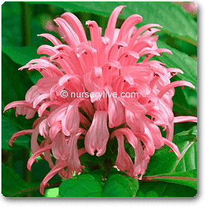 gog-plants-brazilian-plume-jacobina-pink-plant-16968654782604.png