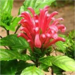 Brazilian Plume, Jacobinia (Red) - Plant - BPJ-311785