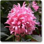 Brazilian plume (Pink) - Plant - BPP-273039