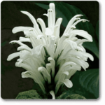 Brazilian plume (White) - Plant - BPP-364116