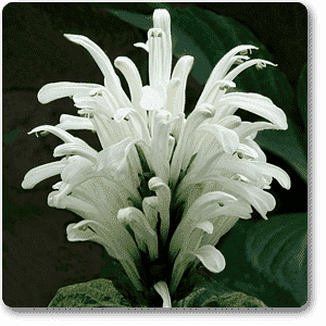 gog-plants-brazilian-plume-white-plant-16968657272972.png