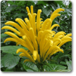 Brazilian plume (Yellow) - Plant - BPP-943686