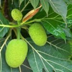 Breadfruit, Artocarpus Altilis, Bakri Chajhar - Plant - BAA-857567